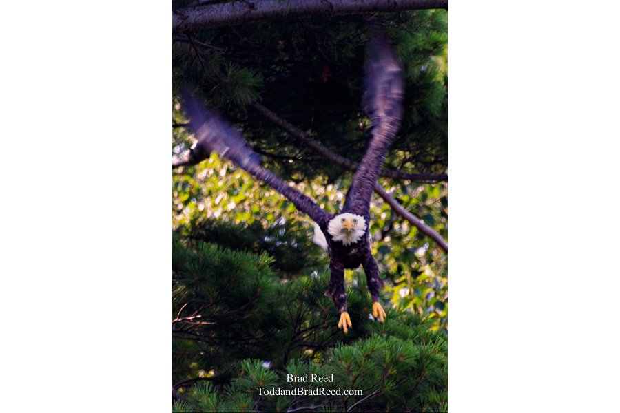 Screaming Eagle