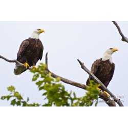 Birds\' Eye View