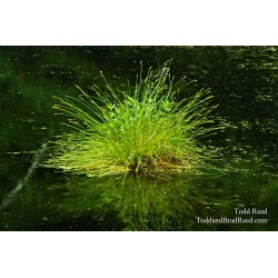 Marsh Grass