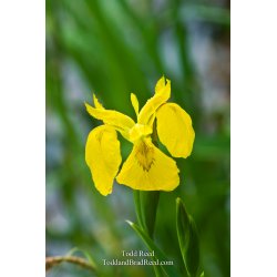 Island Iris