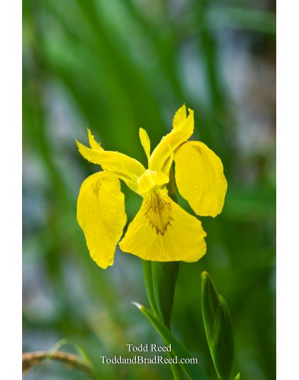 Island Iris