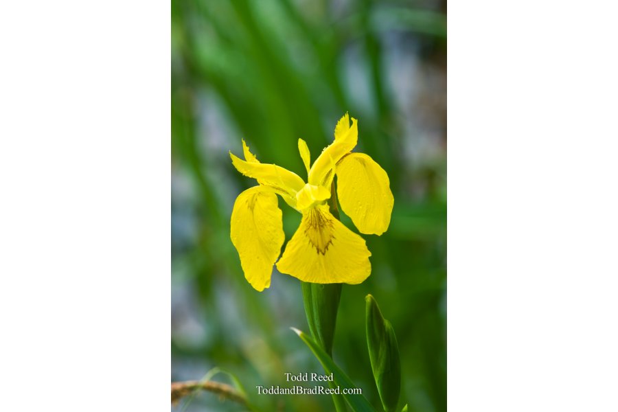 Island Iris