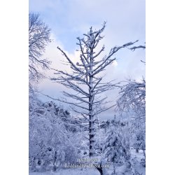Winter\'s Coat