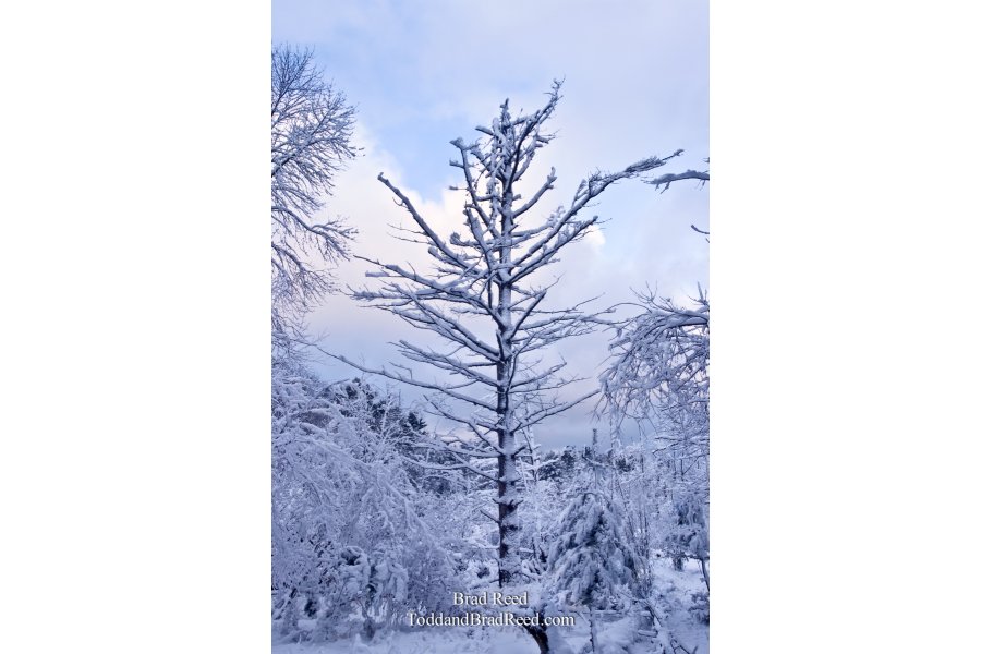 Winter's Coat