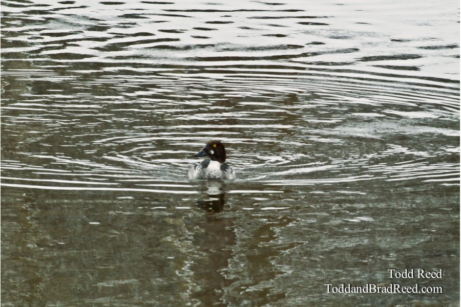 Golden Eye