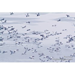 Migrations