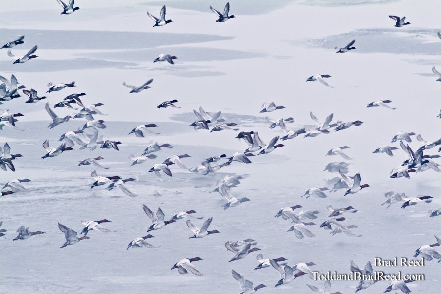 Migrations