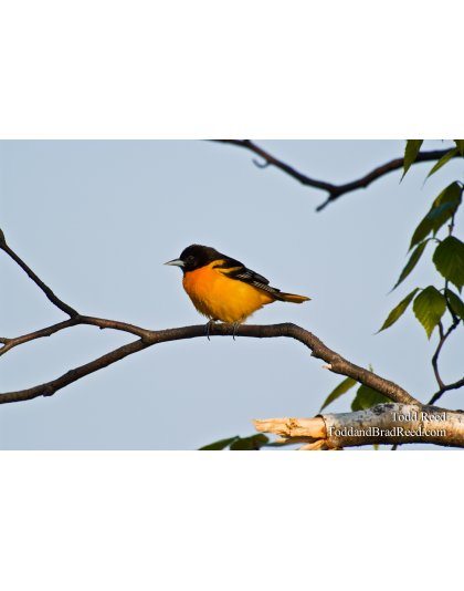 Ludington Oriole