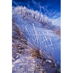 Frosty