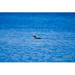 Lone Loon