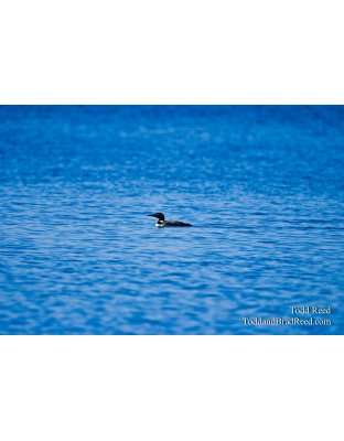Lone Loon