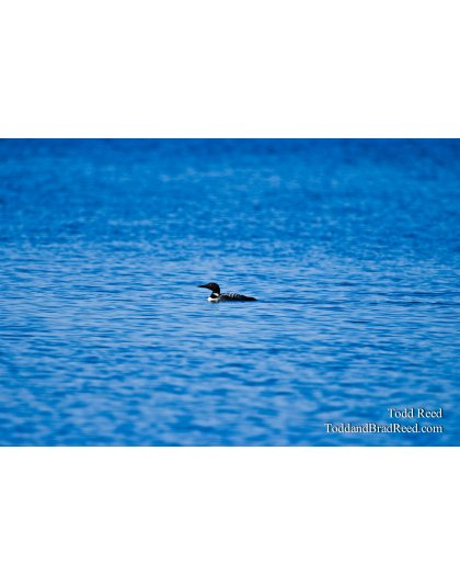 Lone Loon