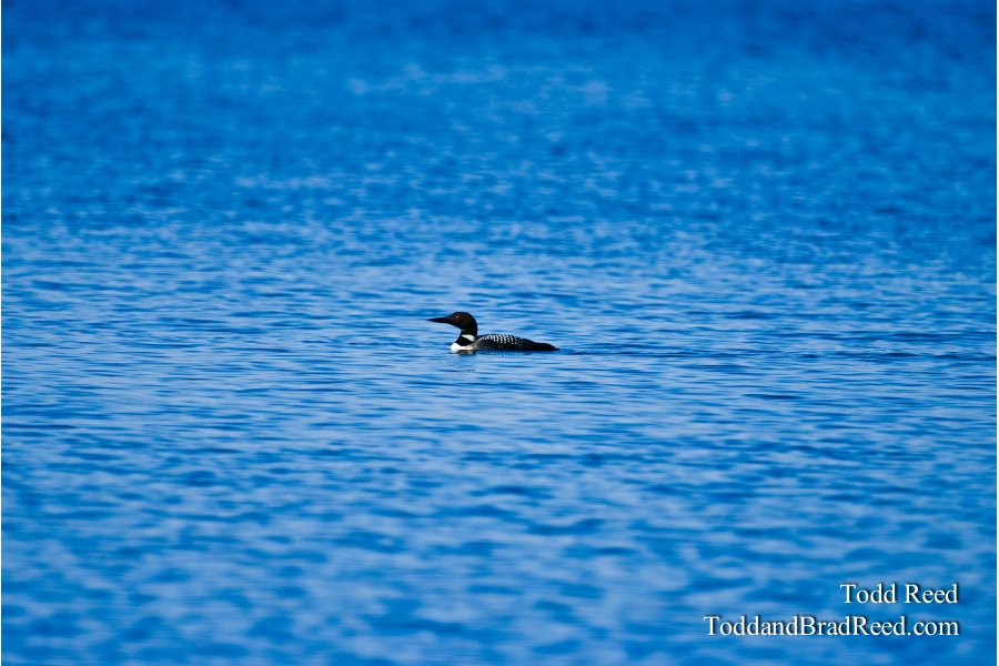 Lone Loon