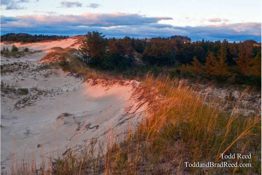 Dune Waves