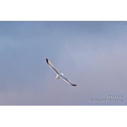 Riding the Wind