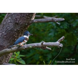 Kingfisher