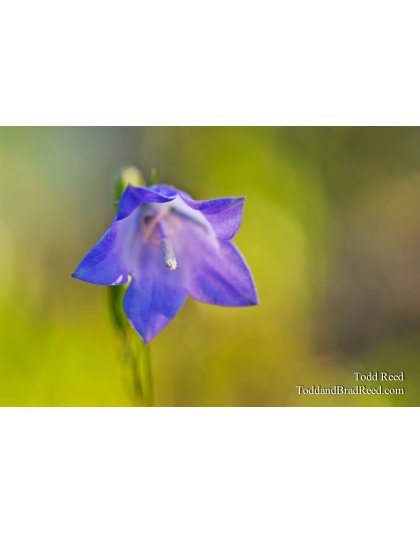 Bluebell