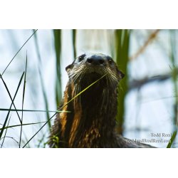 Otterly Curious