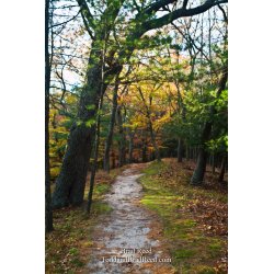Into the Forest