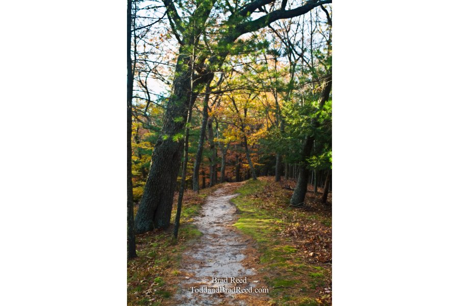 Into the Forest