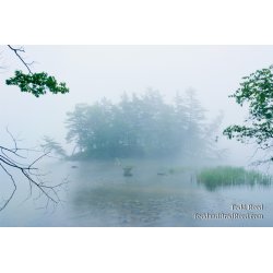 Out of the Mist