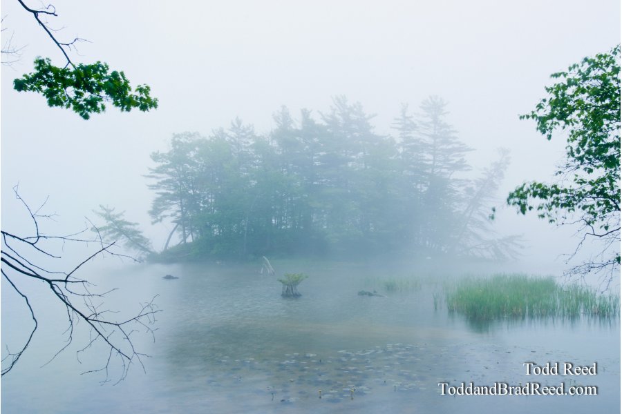 Out of the Mist