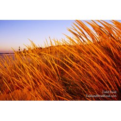 Splendor In the Grass