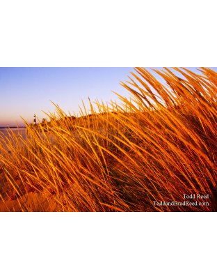 Splendor In the Grass