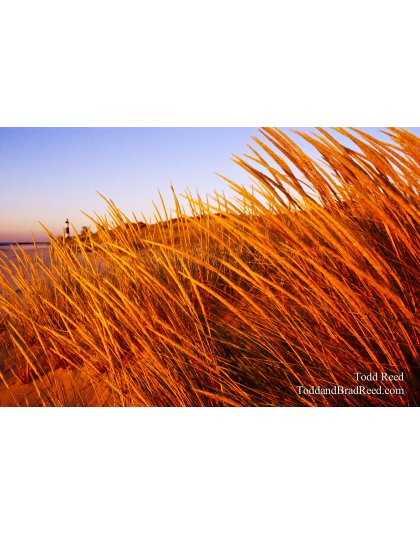 Splendor In the Grass