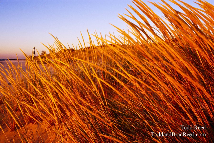 Splendor In the Grass