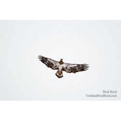 On Eagle\'s Wings