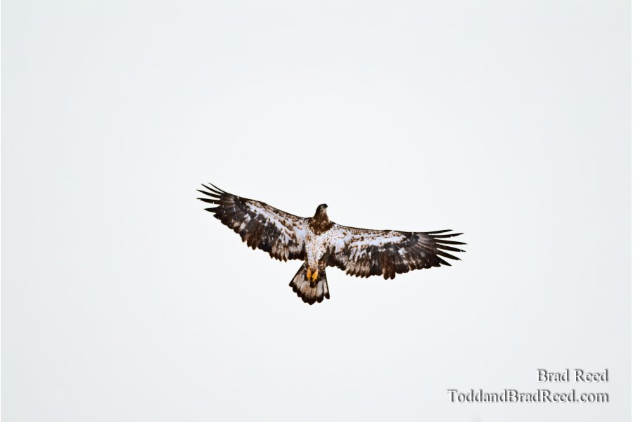 On Eagle's Wings