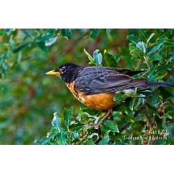 State Bird