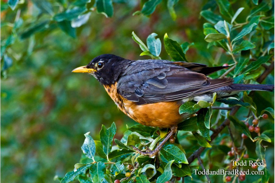 State Bird