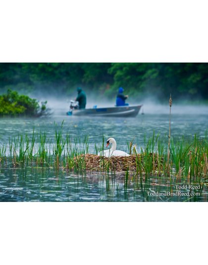 Peaceful Coexistence