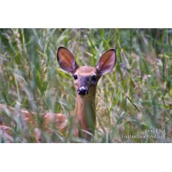 All Ears
