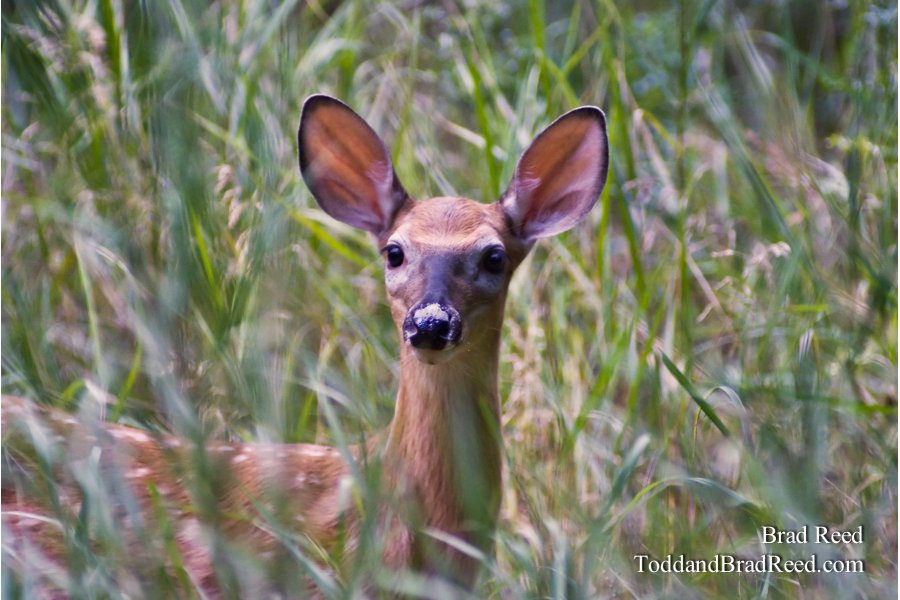 All Ears