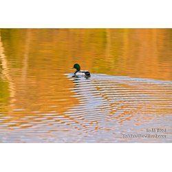 On Golden Pond