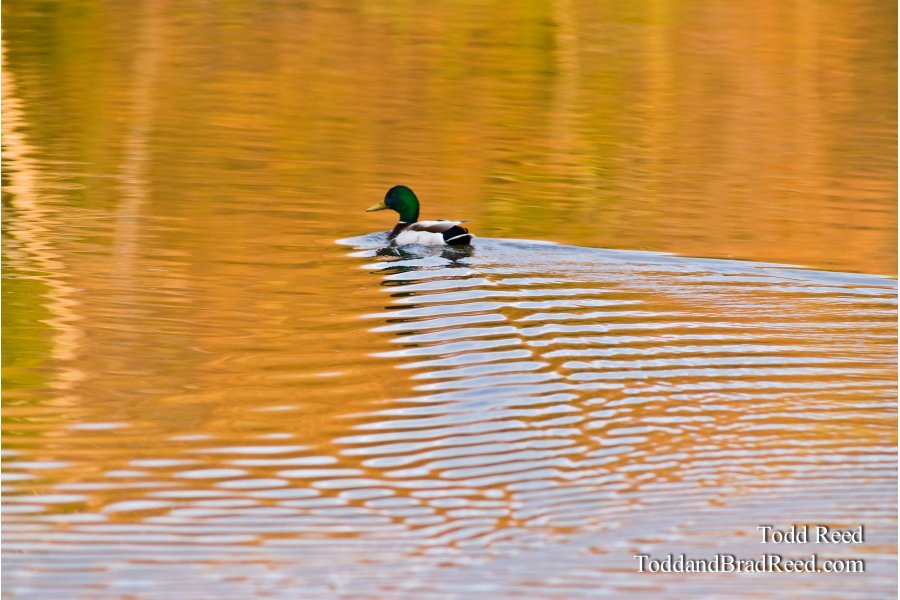 On Golden Pond