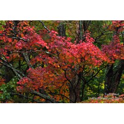 Autumn Tapestry