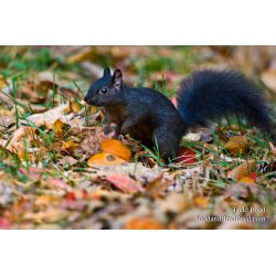 Squirrel Hunt