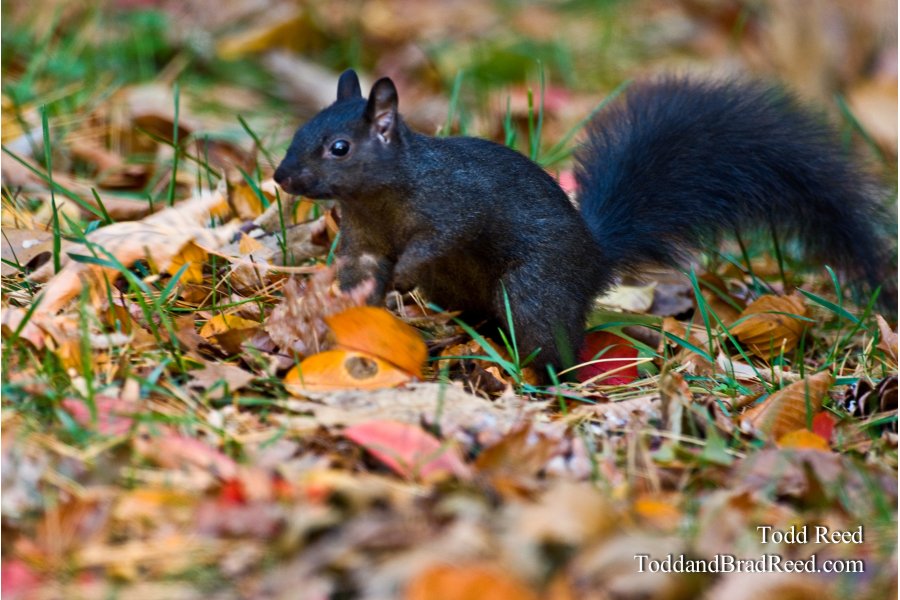 Squirrel Hunt