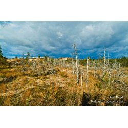 The Forgotten Forest