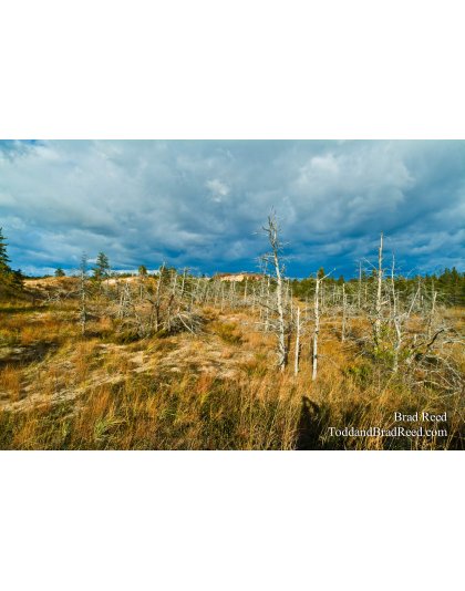 The Forgotten Forest