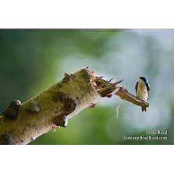 Spring Singing