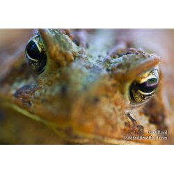 Eye to Eye