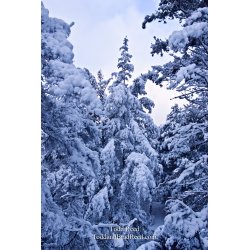 Winter World