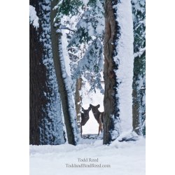 Winter Outlook