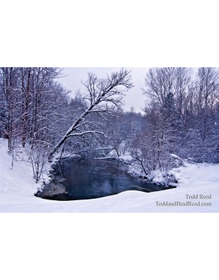 Todd Reed's Day 2 of 365 