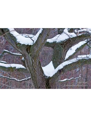 Todd Reed's Day 5 of 365 